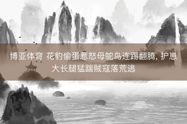 博亚体育 花豹偷蛋惹怒母鸵鸟连踢翻腾， 护崽大长腿猛踹贼寇落荒逃
